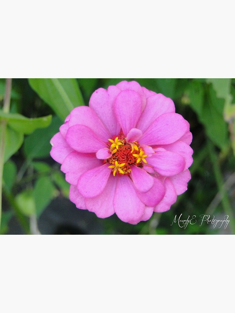 Pink Wildflower #2 by Br0wnEyedQueen