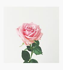 Spring Rose Photographic Print
