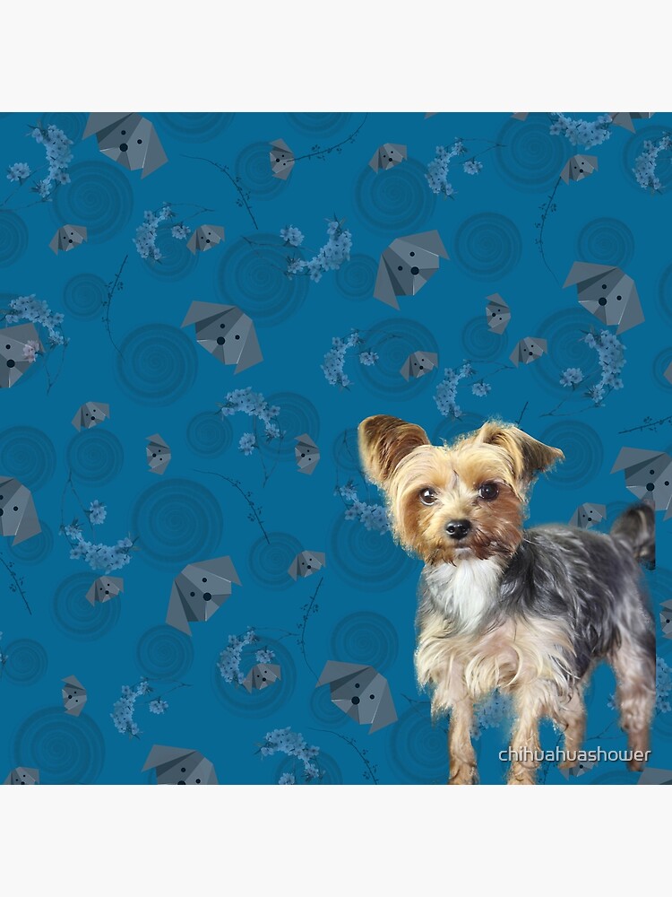 Yorkie on blue by chihuahuashower