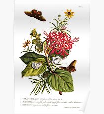 Antiker botanischer Druck - Delphinium - 1749 Poster