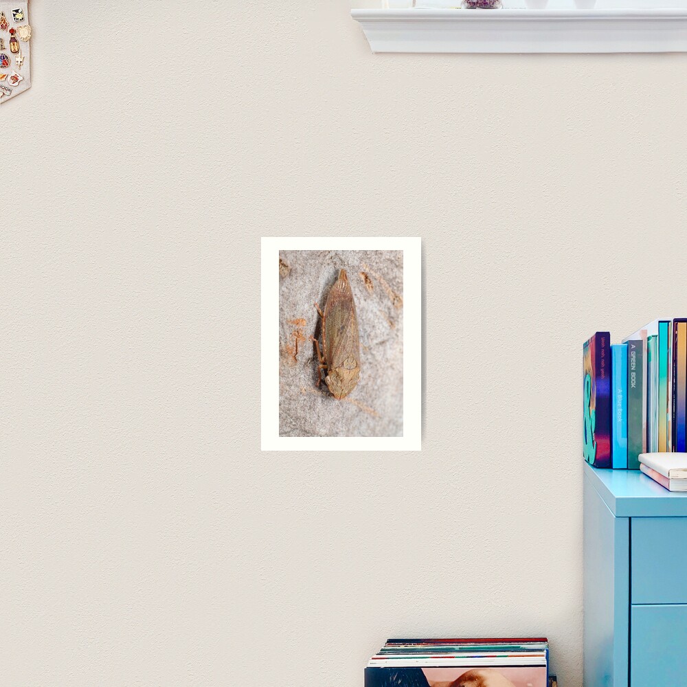 Black flat-head leafhopper Art Print