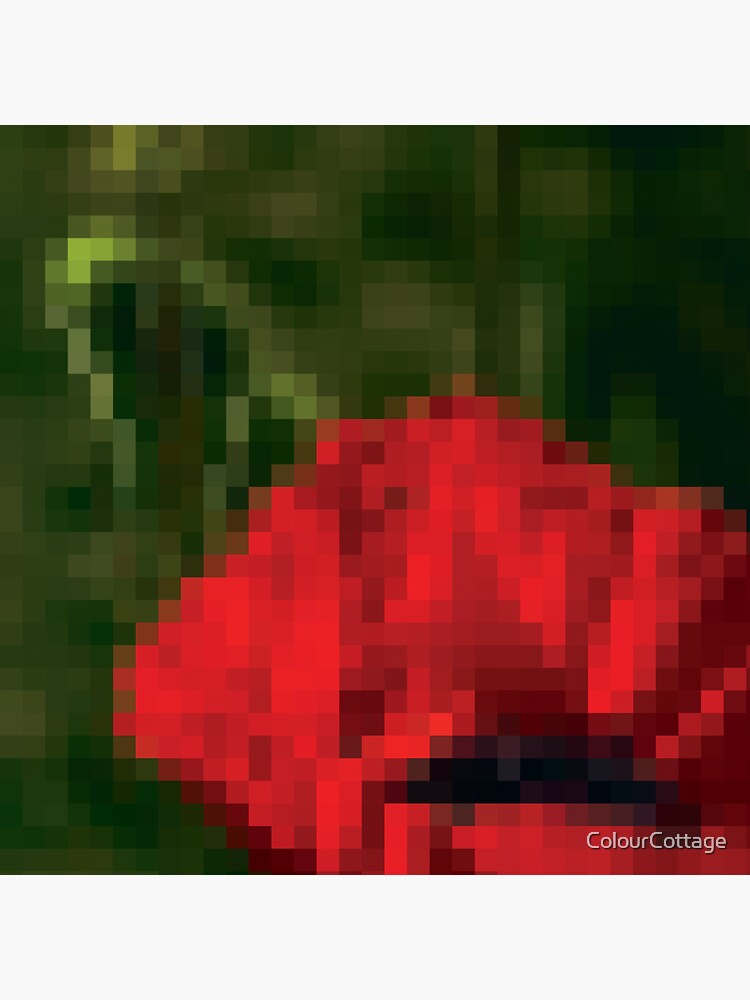Poppy Abstraction by ColourCottage