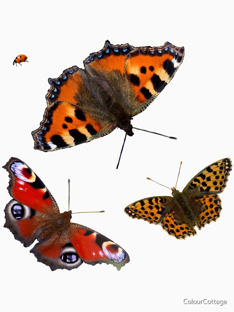 Butterfly Photos by ColourCottage