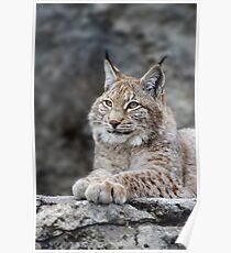 Young lynx portrait Poster
