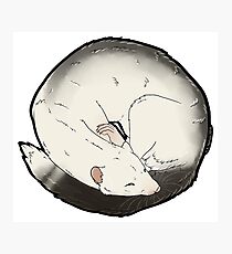 Curled Ferret - Marked White Photographic Print