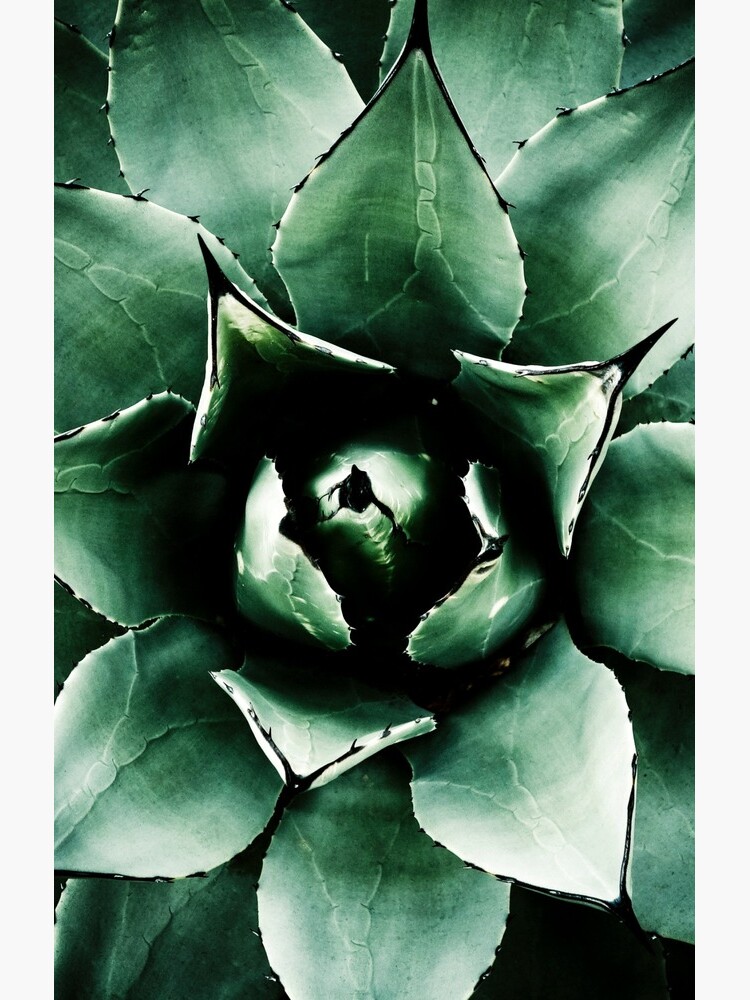 Agave Parryi (Tequila Agave) by gardenpictures
