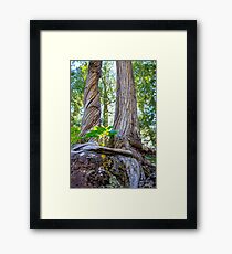 Tree and Roots Framed Print