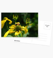Pollen-laden Honeybee Postcards