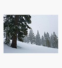 Snowstorm and Forest Photographic Print