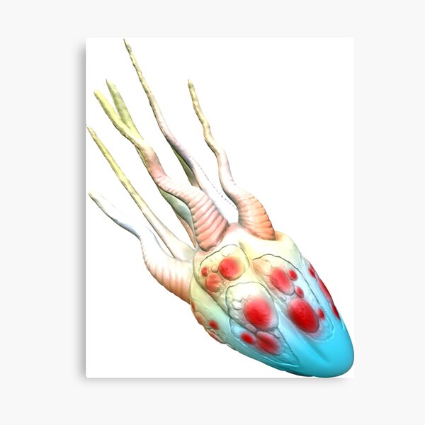 Octopus squid Canvas Print