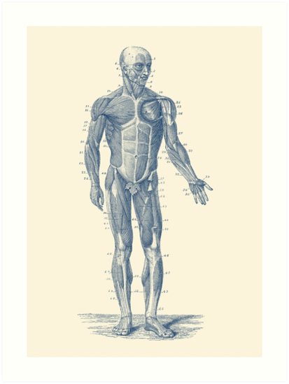 "Human Muscle System - Vintage Anatomy" Art Print by VAposters | Redbubble