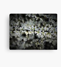 Gentle Spring Canvas Print