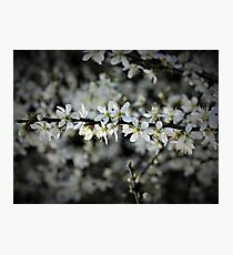 Gentle Spring Photographic Print