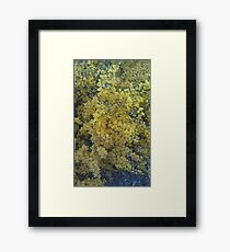 Acacia Framed Print