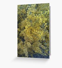 Acacia Greeting Card