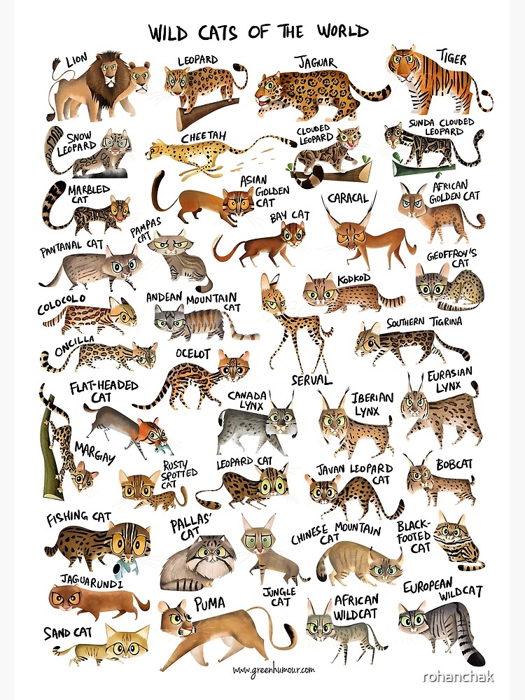 Wild Cats of the World by rohanchak