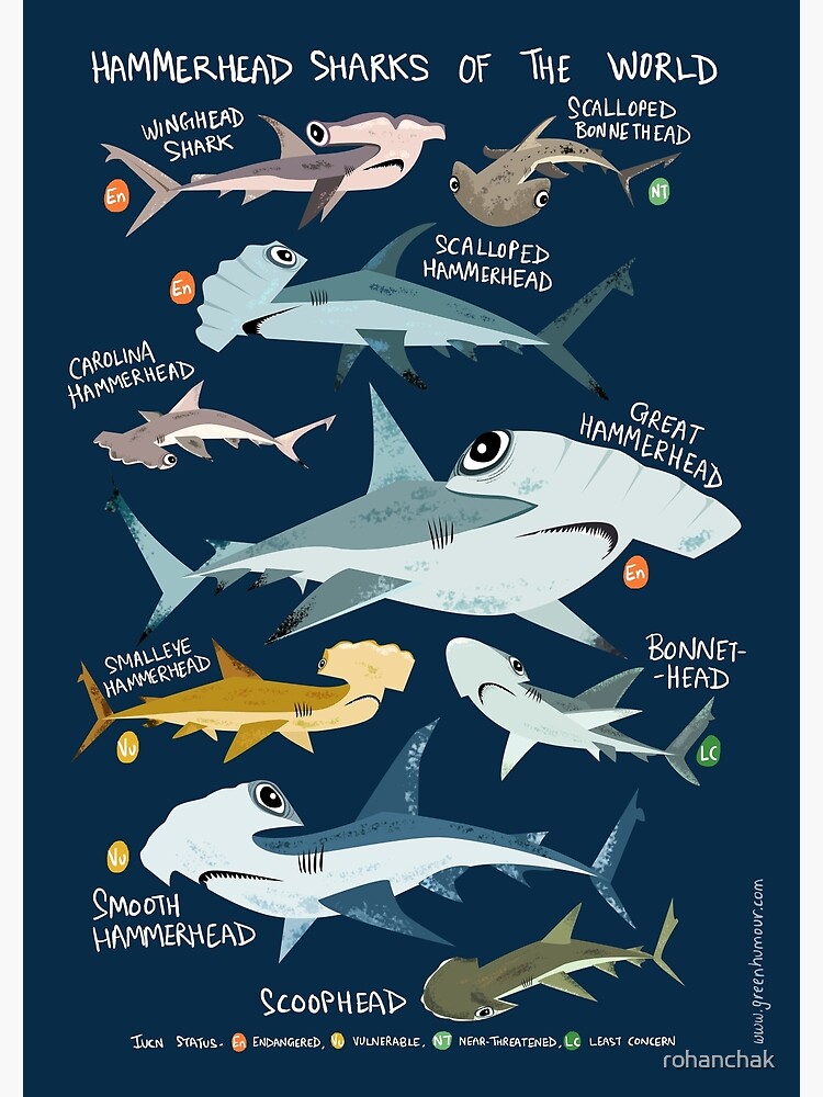 Hammerhead Sharks of the World by rohanchak