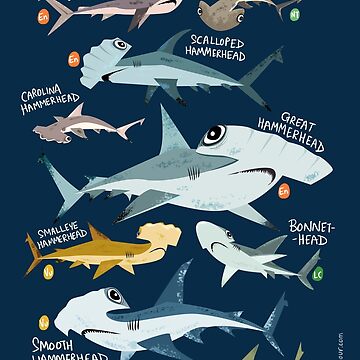 Hammerhead Sharks of the World | Essential T-Shirt
