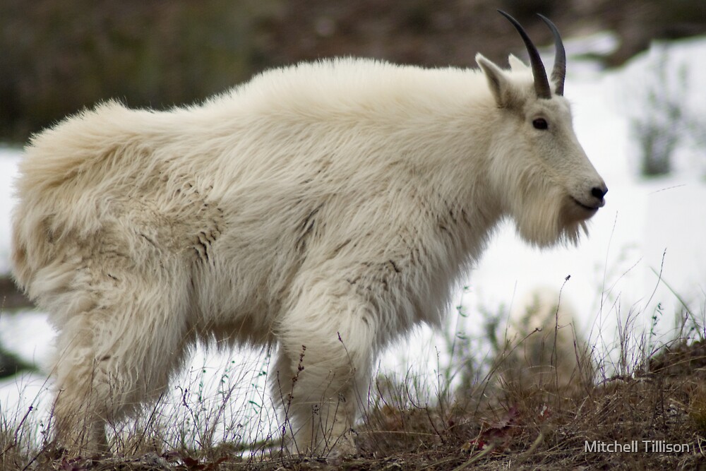 "Mountain Goat Alpine, Wyoming" by Mitchell Tillison Redbubble