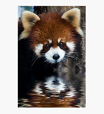 Early Morning Drink Photographic Print