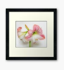 Apple Blossom Amaryllis Framed Print