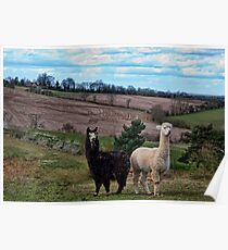 Alpacas~ Poster