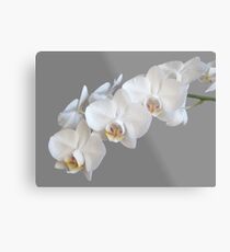 White Orchids Metal Print