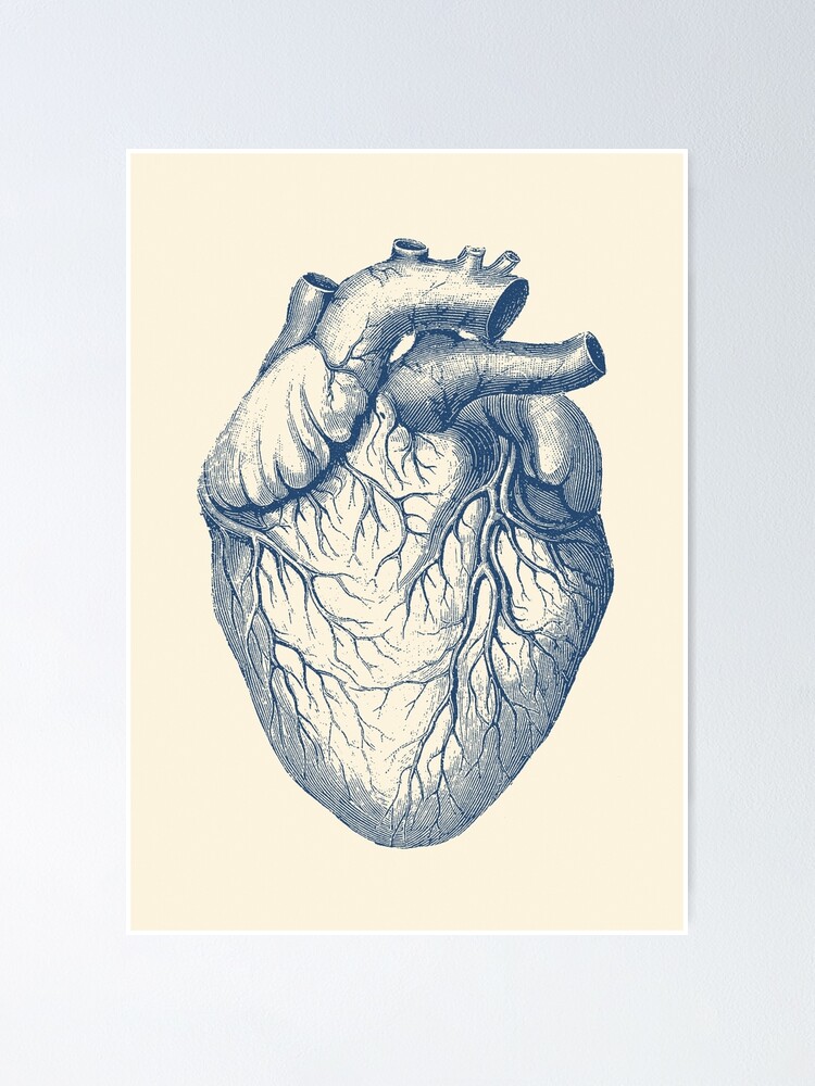 Human Heart Vintage Medical Diagram Poster