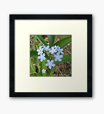 Forget-Me-Not Heart Framed Print