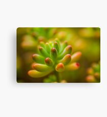 Flower macro Canvas Print