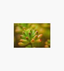 Flower macro Art Board
