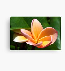Unique Plumeria Canvas Print