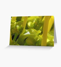 Super Macro Greeting Card