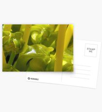 Super Macro Postcards
