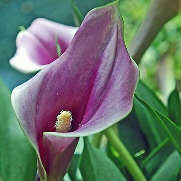 Artwork thumbnail, Calla Lily by djsmith70