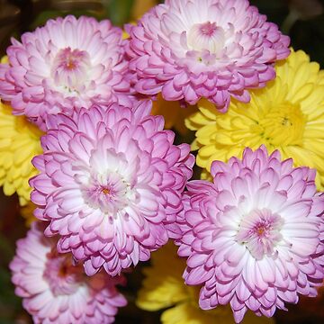 Artwork thumbnail, Spring Bouquet by djsmith70