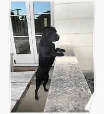 Black Labrador Standing Poster