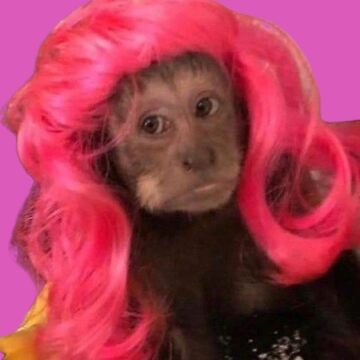 pink wig monkey meme Sticker