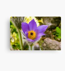 Flower macro Canvas Print