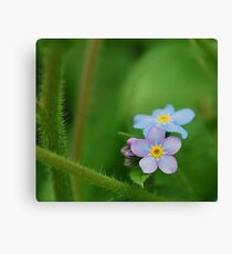 Precious. Canvas Print