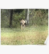 Texas deer with attitude Poster