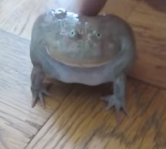 Не хватает памяти screaming frog