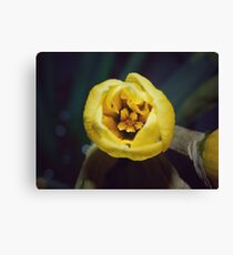 Spring Canvas Print