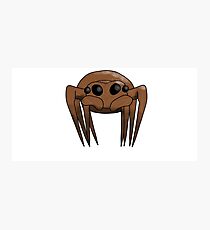 Cute Spider Photographic Print