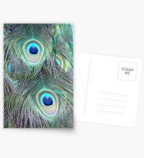Feathers Postcards