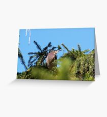 Proud Mama of Five baby Green Herons Greeting Card