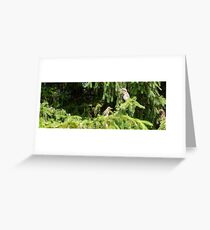 Spot the Five Week-old Green Herons. Greeting Card