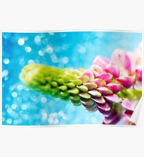Pink Lupin Poster