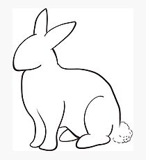 Simple Sitting Rabbit Photographic Print