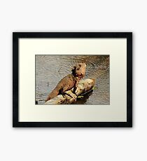 water dragon Framed Print